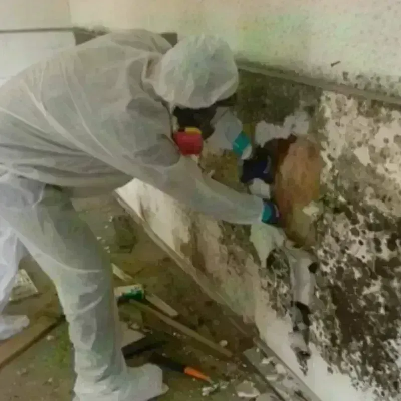 Mold Remediation and Removal in Big Lake, WA